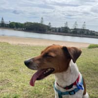 Photo of Fenton   2 Year Old Jack Russell