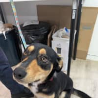 Photo of Rocket