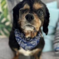 Photo of Marvin
