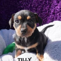 Photo of Tilly