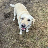 Photo of Honey