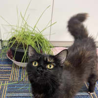 Photo of Tawny