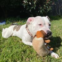 Photo of Lola   2 Year Old Staffy 