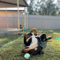 Photo of Draco   3 Year Old Kelpie X Koolie