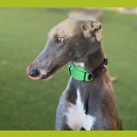 Photo of Beanie