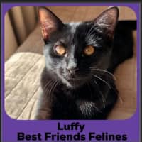 Photo of Luffy