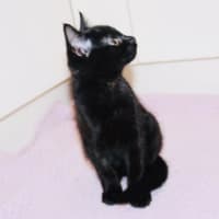 Photo of Bonsai   Located In Croydon