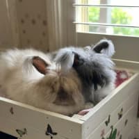 Photo of Pebbles (W Cotton Candy)