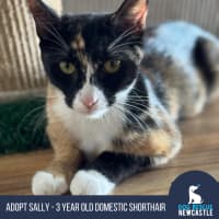 Photo of Sally   3 Year Old Domestic Shorthair