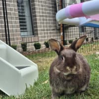 Photo of Olive (W Basil)