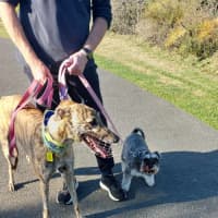 Photo of Fifty, The Greyhound