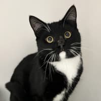 Photo of Meeko