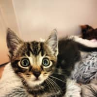 Photo of Stitch