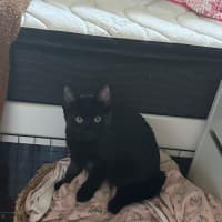Photo of Milo
