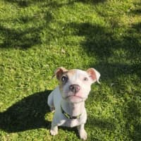 Photo of Spade