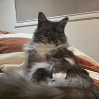 Photo of Cornelius