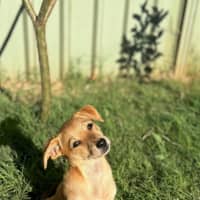 Photo of Bandit