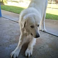 Photo of Polar