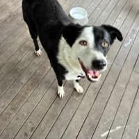 Photo of Lucy 