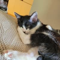 Photo of Winter  Available From 20/1