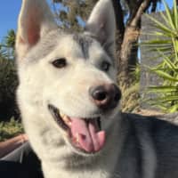 Photo of Winter Willow