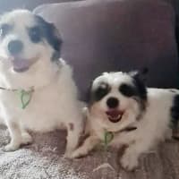 Photo of Scruffy And Bozzi