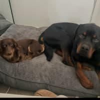 Photo of Bear