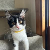Photo of Pickle