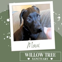 Photo of Maui