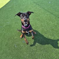 Photo of Rosa Imp 1309