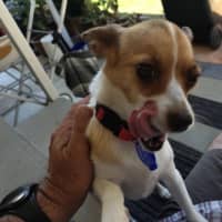 Photo of Amora   1 Year Old Jack Russell X Chihuahua