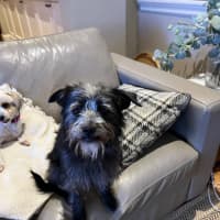 Photo of Jack (Aka Jack Sparrow)