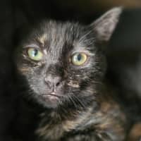 Photo of Magnolia 