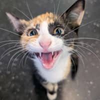 Photo of The Winged Dragon Of Ra