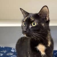 Photo of Belladonna