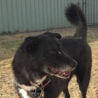 Photo of Harley