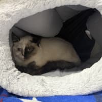Photo of Maple