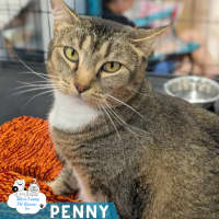 Photo of Penny