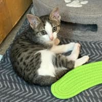 Photo of Kashii **2nd Chance Cat Rescue**