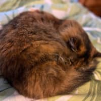 Photo of Shadow