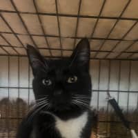Photo of Sylvester