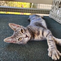 Photo of Blitzen