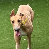 Photo of Alfie   3 Year Old Greyhound