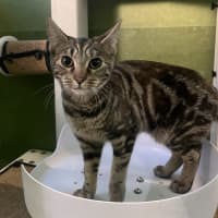 Photo of Spockess (Now Toothless)