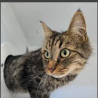 Photo of Koda (Bonded To Lulu)