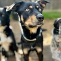 Photo of Alfalfa (Alfie)