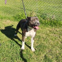 Photo of Violet (66790)