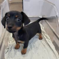 Photo of Frankie