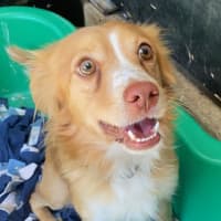 Photo of Rosco