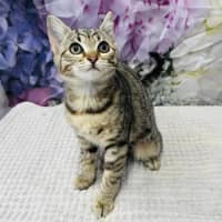 Photo of Priscilla   Located In Ashburton